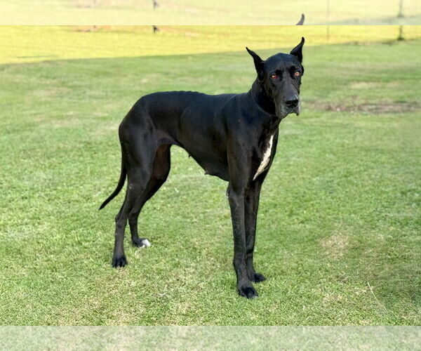 Medium Photo #1 Great Dane Puppy For Sale in PIPE CREEK, TX, USA