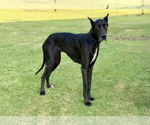 Great Dane Dogs for adoption in PIPE CREEK, TX, USA
