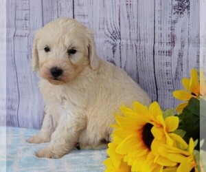 Poodle (Miniature)-Sheepadoodle Mix Puppy for sale in FREDERICKSBG, OH, USA