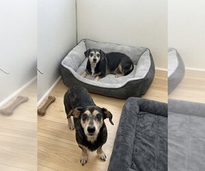 Mutt Dogs for adoption in York, SC, USA