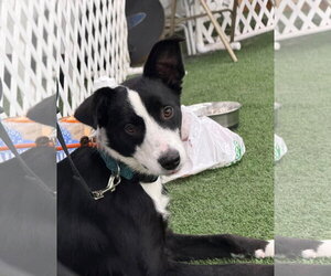 Tana - Female Border Collie Dog for Adoption - Photo #5