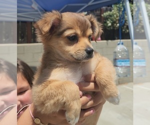 Chiranian Puppy for sale in LOS ANGELES, CA, USA