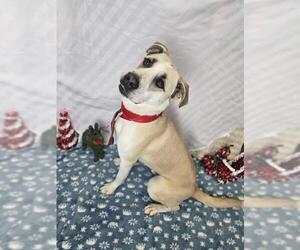 Labrenees Dogs for adoption in London, Ontario, Canada