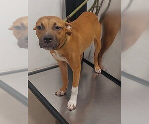 American Staffordshire Terrier Dogs for adoption in Fort Lauderdale, FL, USA