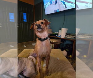 Gumbo - Male Dachshund-Unknown Mix Dog for Adoption - Photo #2