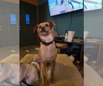 Small Photo #2 Dachshund-Unknown Mix Puppy For Sale in Aurora, IN, USA