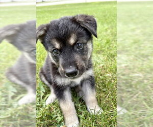 Siberian Husky-Unknown Mix Dogs for adoption in Plainfield, IL, USA