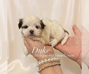 Mal-Shi Puppy for sale in WINNSBORO, LA, USA