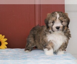 Miniature Bernedoodle Puppy for sale in FREDERICKSBG, OH, USA
