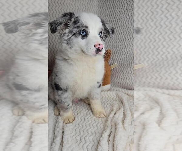 Medium Photo #1 Miniature Australian Shepherd Puppy For Sale in JASONVILLE, IN, USA