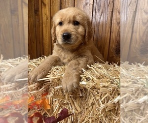 Golden Retriever Puppy for Sale in NEOLA, West Virginia USA