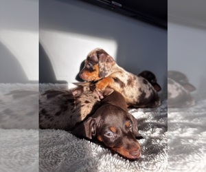 Dachshund Litter for sale in JOHNSTON, RI, USA