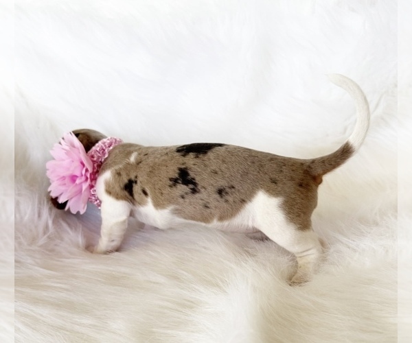 Medium Photo #6 Dachshund Puppy For Sale in DAVIS, CA, USA