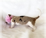 Small #5 Dachshund
