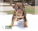 Small Photo #2 American Bully Puppy For Sale in JOHNS ISLAND, SC, USA