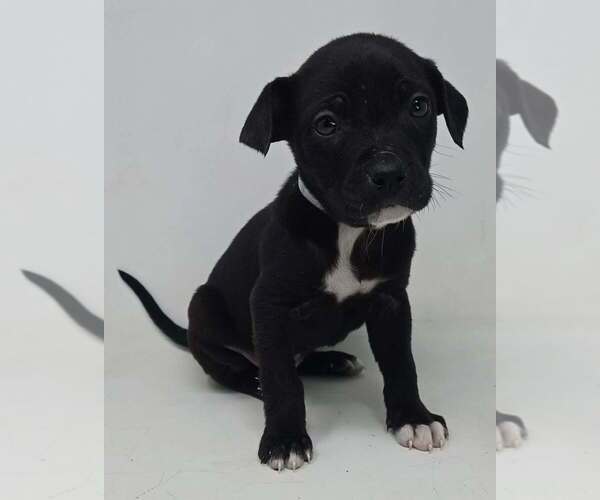 Medium Photo #2 Labrador Retriever-Unknown Mix Puppy For Sale in Brewster, NY, USA