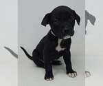 Small #1 Labrador Retriever Mix