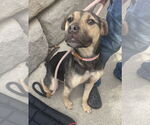 Small #1 Mutt