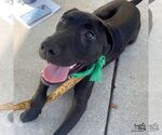 Small #6 Labrador Retriever-Retriever  Mix