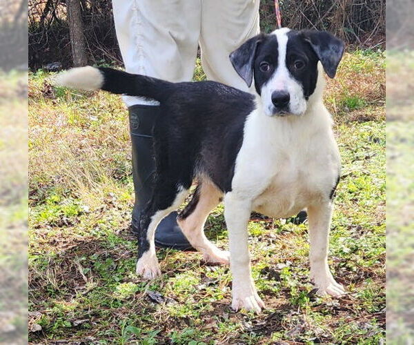 Medium Photo #2 Bulldog-Labrador Retriever Mix Puppy For Sale in Wetumpka, AL, USA
