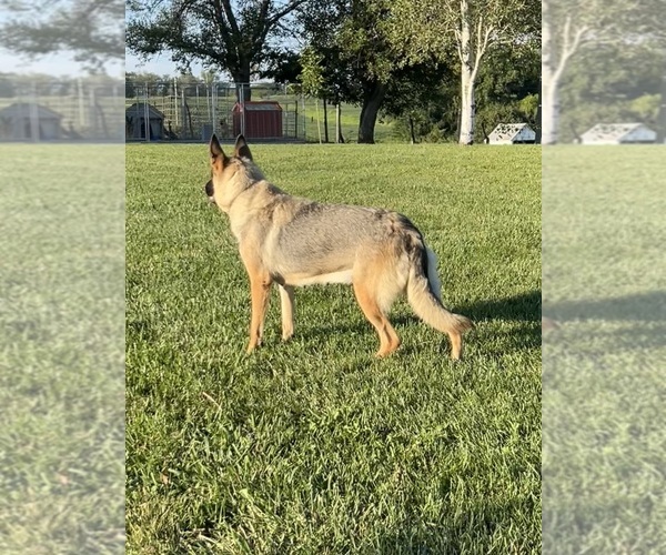 Medium Photo #1 German Shepherd Dog Puppy For Sale in MAYSVILLE, MO, USA