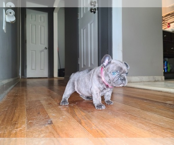 Medium Photo #16 French Bulldog Puppy For Sale in PORT READING, NJ, USA
