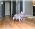 Small Photo #16 French Bulldog Puppy For Sale in PORT READING, NJ, USA