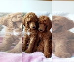 Small Photo #2 Poodle (Standard) Puppy For Sale in SEATTLE, WA, USA
