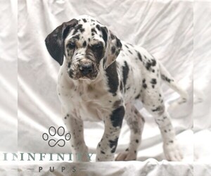 Great Dane Puppy for sale in LITITZ, PA, USA