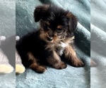 Small Photo #5 Yorkshire Terrier Puppy For Sale in TRACY, CA, USA