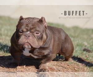 Father of the American Bully puppies born on 04/20/2022