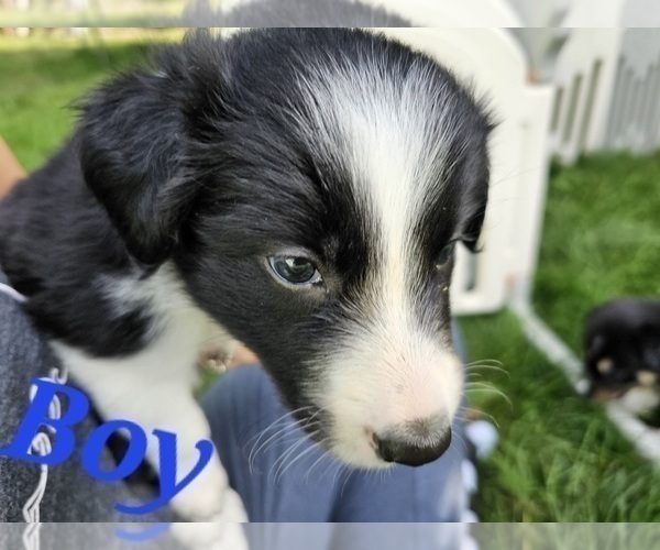 Medium Photo #3 Border Collie Puppy For Sale in ROY, WA, USA