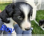 Small Photo #3 Border Collie Puppy For Sale in ROY, WA, USA