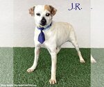 Small Pug Mix