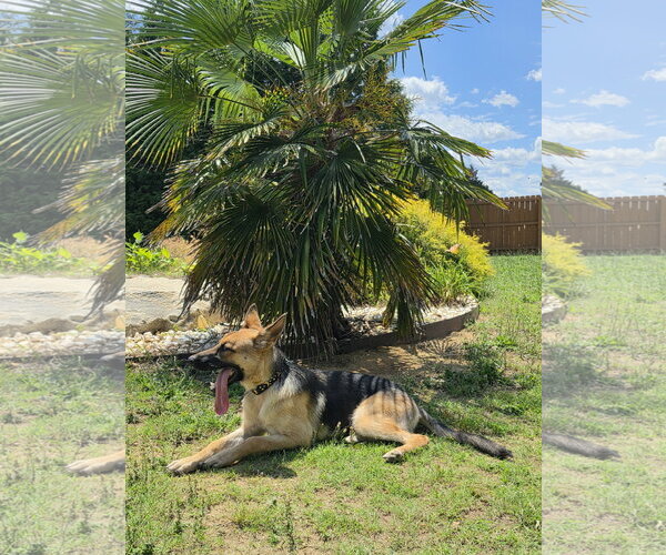 Medium Photo #4 German Shepherd Dog Puppy For Sale in New Hill, NC, USA