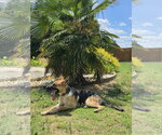 Small #3 German Shepherd Dog