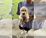 Puppy Barry B Benson Goldendoodle