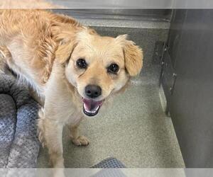 Cavalier King Charles Spaniel-Unknown Mix Dogs for adoption in San Martin, CA, USA