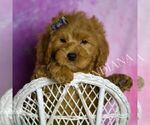 Small Photo #51 Goldendoodle (Miniature) Puppy For Sale in WARSAW, IN, USA