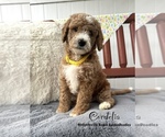 Small #5 Goldendoodle (Miniature)