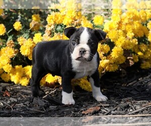 Boston Terrier Puppy for sale in FREDERICKSBG, OH, USA