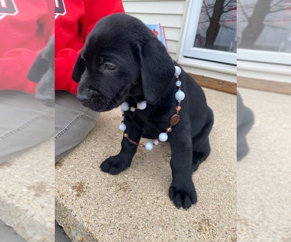Medium Photo #20 Labrador Retriever Puppy For Sale in SAINT ELMO, IL, USA