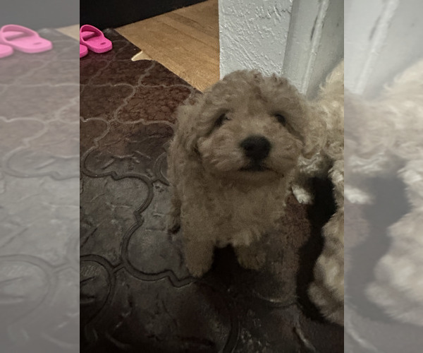 Medium Photo #4 Miniature Schnauzer-Poodle (Toy) Mix Puppy For Sale in SAN JOSE, CA, USA