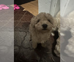 Small #3 Miniature Schnauzer-Poodle (Toy) Mix