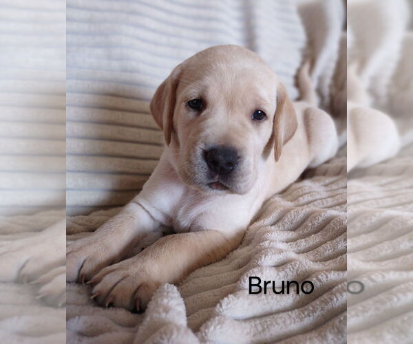 Medium Photo #5 Labrador Retriever Puppy For Sale in COPENHAGEN, NY, USA