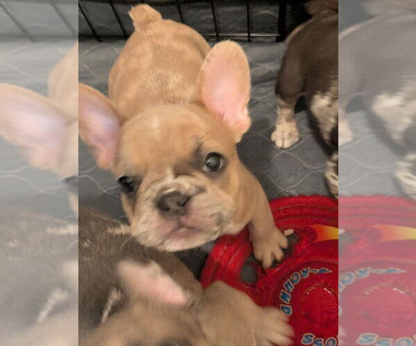 Medium Photo #1 French Bulldog Puppy For Sale in HAMPTON, GA, USA
