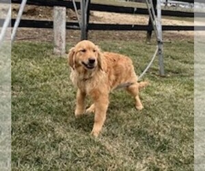 Golden Retriever Puppy for sale in FREDERICKSBURG, OH, USA