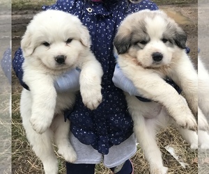 Great Pyrenees Puppy for sale in THEODOSIA, MO, USA