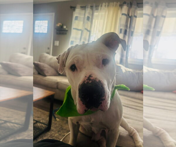 Medium Photo #5 American Pit Bull Terrier-Unknown Mix Puppy For Sale in Germantown, OH, USA