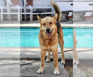 German Shepherd Dog Dog for Adoption in SAN FRANCISCO, California USA